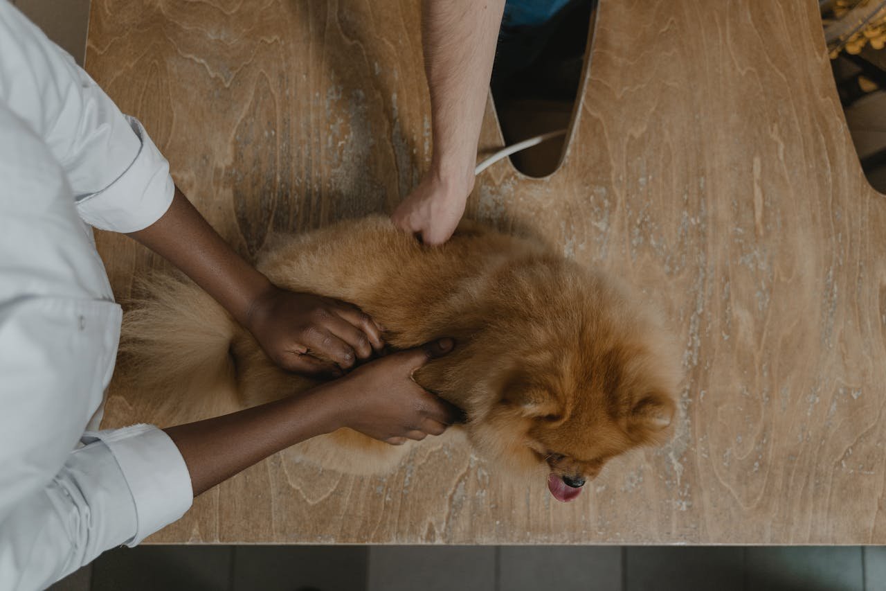 services-03 Veterinarian inspecting a Pomeranian on a wooden table, showcasing care in pet healthcare.