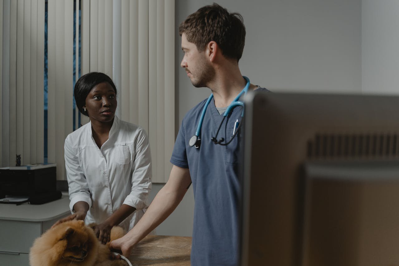 Two veterinarians in a clinic attentively caring for a dog during an exam.