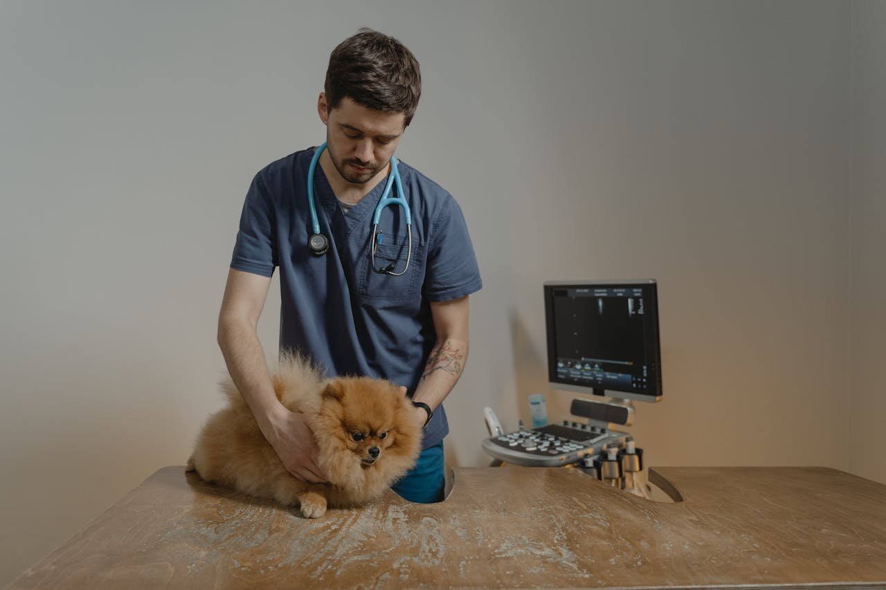 mission-img A veterinarian examines a Pomeranian dog using medical equipment in a clinic.
