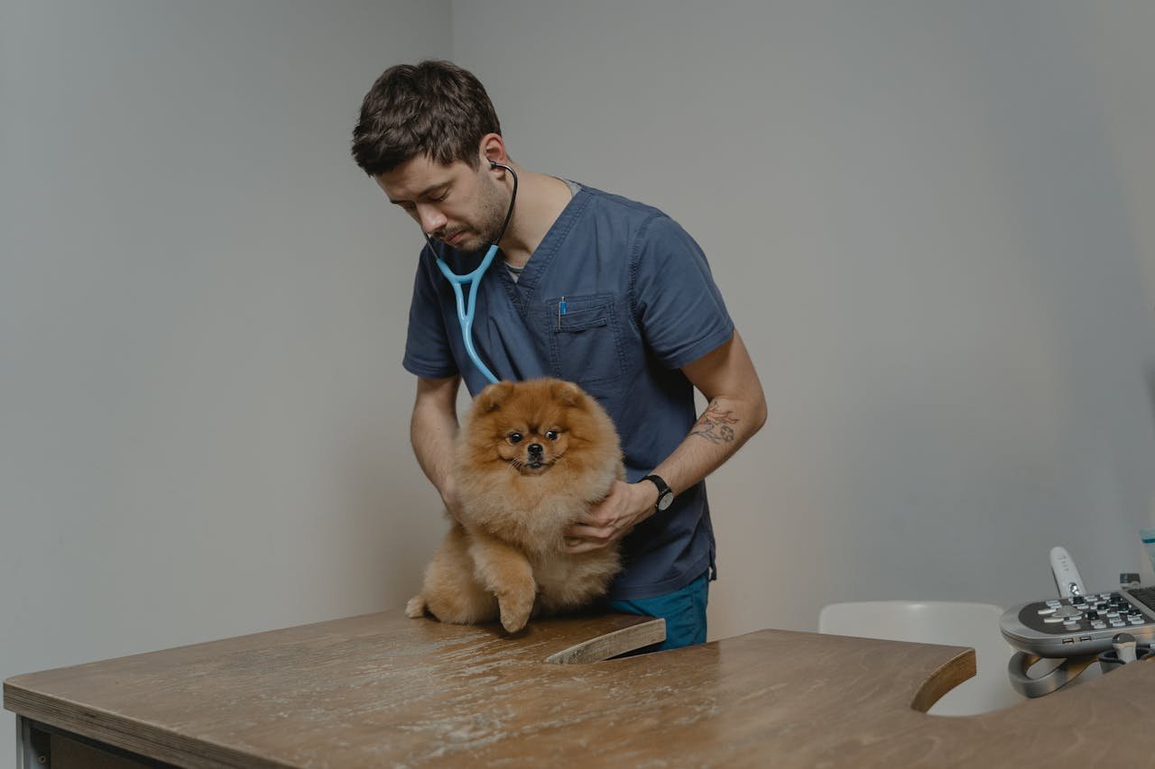 who-we-are-img A veterinarian checks a Pomeranian dog using a stethoscope in a clinic setting.